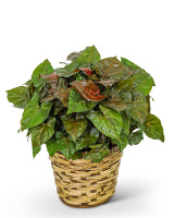 Arrowhead Plant in Basket