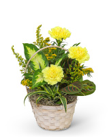 Dish Garden with Yellow Florals