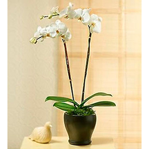 Two stems Phaleonopsis Orchid Plant in pot