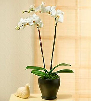 Two stems Phaleonopsis Orchid Plant in pot