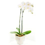 Orchid Plant Deluxe