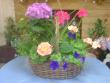 Blooming Plant Basket
