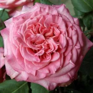 Ashley Garden Rose Arrangement
