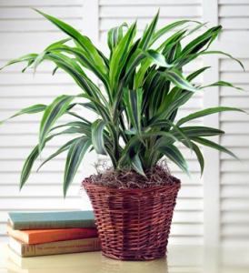 Green Plant in Basket