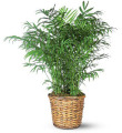 Potted Plant in Wicker Basket 