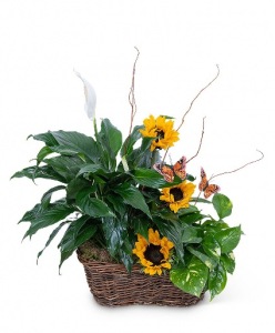 Greenhouse Tribute Plant Basket