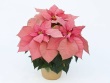 Pink Poinsettia-Small
