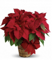 Red Poinsettia Basket-Small