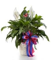 The Sympathy Peace Lily Plant