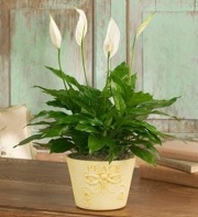 The Peace Lily Plant