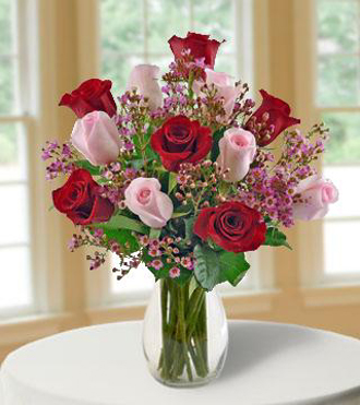 12 Ultimate Elegance Roses