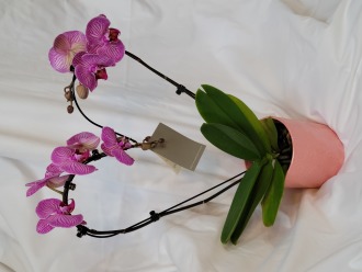 Loving Orchids