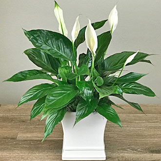 Ballard\'s Peace Lily Plant