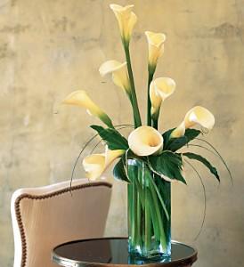 White Callas - by Charleston Cut Flower Co.