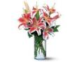 Lovely Lilies - by Charleston Cut Flower Co.