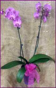 Caan Floral - Opulent Orchid