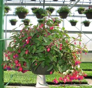 Caan Floral -Fuchsia Hanging Basket