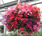 Caan Floral - Impatien Garden Hanging Basket