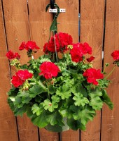 Caan Floral - Geranium Hanging Basket