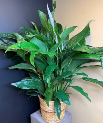 PEACE LILY FLOOR PLANT (DELUXE)