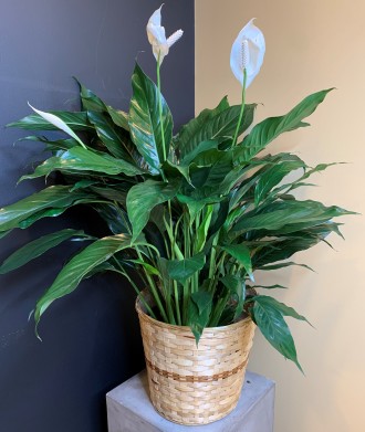 PEACE LILY 8 (DELUXE)