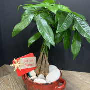 The Money Tree for Gift