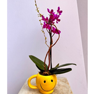 Smile face with Miniature Orchid