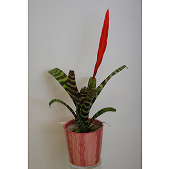 Exotic Bromeliad plant