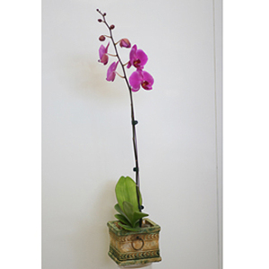 Orchid plant (purple)