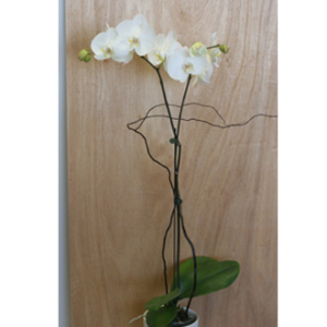 Orchid Plant (white)