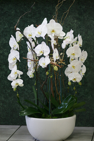 Cascade orchids