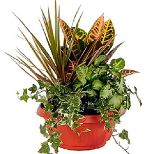 Green Dishgarden Plant Arrangement