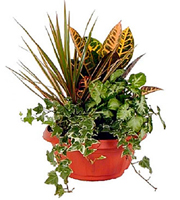 Green Dishgarden Plant Arrangement