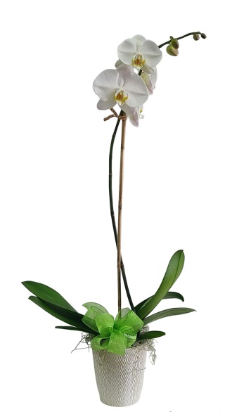 ORCHID PLANT SINGLE WHITE
