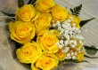 Yellow Roses 