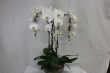 Multi-Orchid Planter