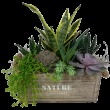 Nature Succulent Crate