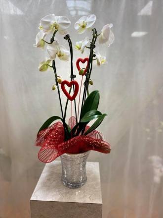 Valentines Orchid