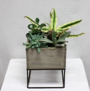 wooden box succulents