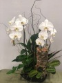 Divine Orchid