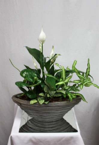 peace lily dishgarden 1