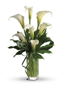 Elegant Large Calla Lilies Arrangement in Vase