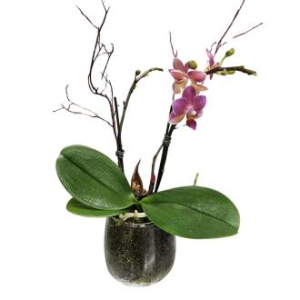Potted Mini Orchid