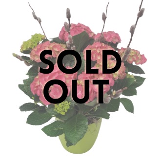SOLD OUT! Potted Pink Hydrangea