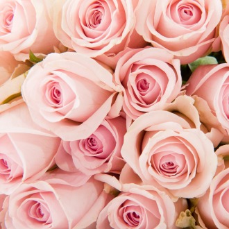 One Dozen Premium Light Pink Roses