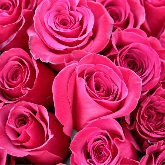 One Dozen Premium Hot Pink Roses