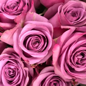 One Dozen Premium Purple Roses