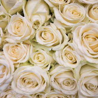 One Dozen Premium White Roses