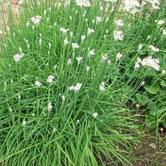 CHIVES