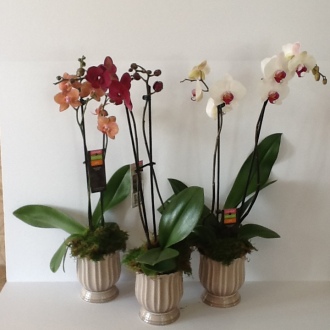 Phalaenopsis Orchid Plant